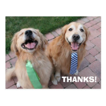 El golden retriever le agradece tarjetas postales