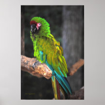 El gran Macaw verde Posters