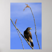 El halcón de Harris en la planta del Ocotillo Posters
