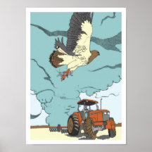 El halcón y las langostas de Swainson Posters