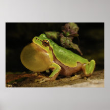 El Hyla italiano Intermedia de la rana arbórea Poster