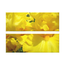 El iris amarillo de la lona florece los iris de la impresiones en lona