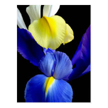 El iris azul y amarillo florece 4b tarjetas postales