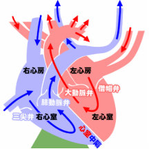 El japonés simple del corazón esculturas fotograficas