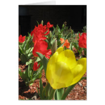 El jardín del tulipán tarjetas