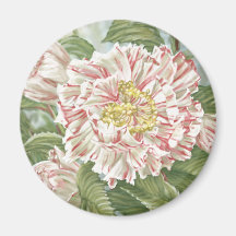 El jardín rayado de la camelia florece la pintura imanes de nevera