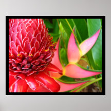 El jengibre rojo Heliconia de la antorcha florece 