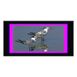 El jGibney Birds2CocoaBeach1 de la serie del artis Tarjeta Fotográfica