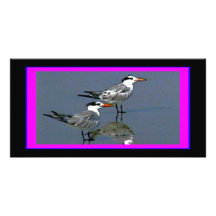 El jGibney Birds2CocoaBeach1 de la serie del artis Tarjeta Fotográfica
