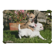 El jugar del perrito de la chihuahua