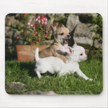 El jugar del perrito de la chihuahua alfombrilla de ratón