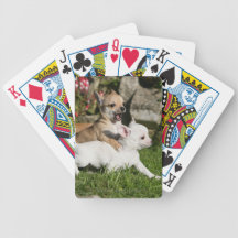 El jugar del perrito de la chihuahua barajas