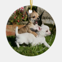 El jugar del perrito de la chihuahua ornamentos para reyes magos