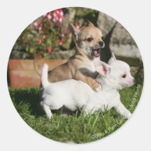El jugar del perrito de la chihuahua etiqueta