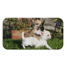 El jugar del perrito de la chihuahua iPhone 4/4S fundas