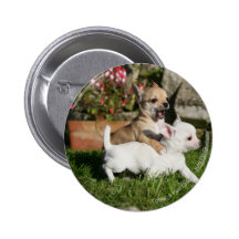 El jugar del perrito de la chihuahua pin
