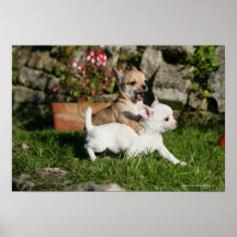 El jugar del perrito de la chihuahua poster