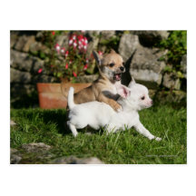 El jugar del perrito de la chihuahua tarjeta postal