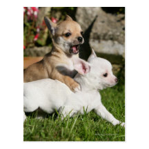 El jugar del perrito de la chihuahua tarjeta postal