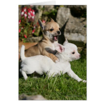 El jugar del perrito de la chihuahua tarjetas