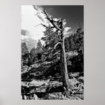 El lago Tahoe Posters