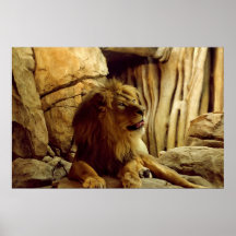 El león masculino posters