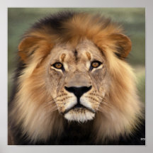 El león poster