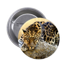El leopardo de Amur Pins