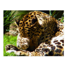 El leopardo tímido me olvida no postales