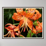 El lirio tigrado anaranjado florece el poster