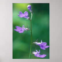 El Lobelia de Gattinger Poster