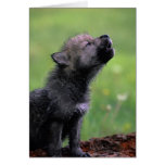 El lobo Cub que grita faltándole carda Felicitacion