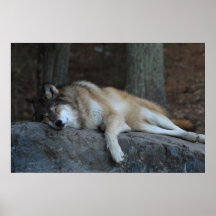El lobo el dormir poster