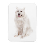 EL LOGOTIPO FELIZ DEL PERRO DE DIGITAL DE LOS MASC IMANES FLEXIBLES