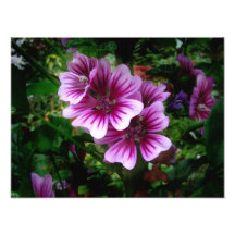 El Malva florece la foto del ~