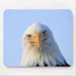 El mirar fijamente Eagle calvo Tapete De Ratones