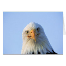 El mirar fijamente Eagle calvo tarjetas