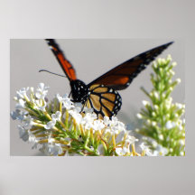 El monarca poster