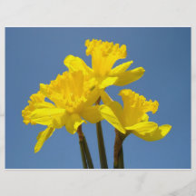 El narciso amarillo de papel del aviador florece e tarjeton