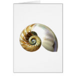 El nautilus Shell Felicitacion