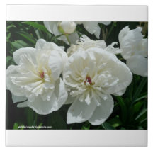 El nuevo día cultiva un huerto Peony del blanco de Azulejos Ceramicos