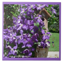 El nuevo día cultiva un huerto Teja-Clematis y Bir