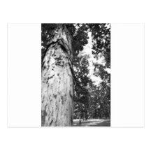 El ojo del árbol postales