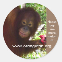 El orangután va mono para la sandía etiquetas redondas
