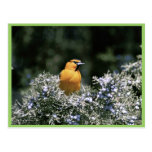 El oriole de Bullock Postales