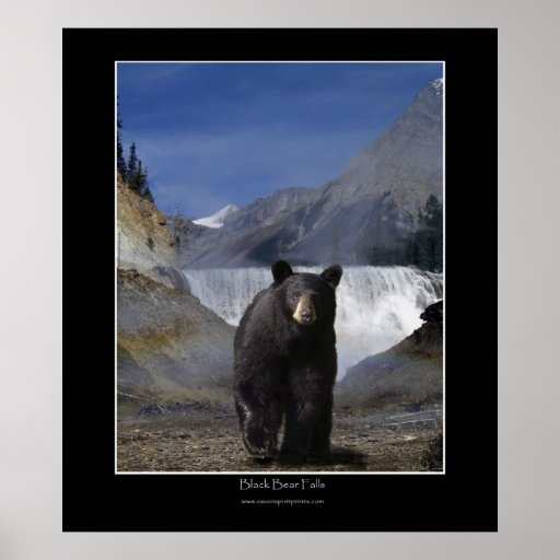 El OSO NEGRO CAE poster de la foto