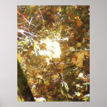 El otoño Sun irradia #14 Impresiones