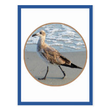 El pájaro camina por la tarjeta del círculo del ma tarjeta postal