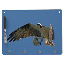 El pájaro y los pescados de Osprey secan al tabler