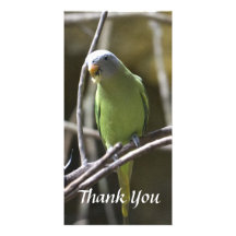 El Parakeet le agradece tarjeta de la foto Tarjetas Con Fotos Personalizadas